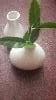 These white porcelain vases made by acopa are perfect for centerpieces with one small flower bud in them very nice product at a very good price.